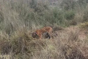 पीलीभीत: हैबिटैट बन रहा गन्ना, व्यवहार में परिवर्तन...जंगल से घूम रहे बाहर पांच बाघ