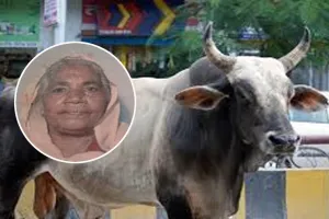 शाहजहांपुर: आवारा पशुओं का आतंक...सांड ने पटक-पटककर महिला को मार डाला