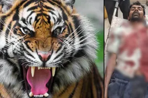 लखीमपुर खीरी: गन्ना काट रहे मजदूर पर बाघ ने हमला कर किया घायल