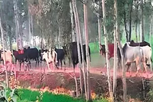 बरेली: मीरगंज के छह गांवों में छुट्टा पशुओं का आतंक, किसानों पर हो रहे हमले