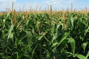 कासगंज: कब करनी है मक्का की बुवाई? इस बात का रखें ख्याल, नहीं तो फसल होगी खराब