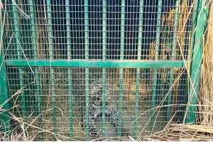 लखीमपुर खीरी: तेंदुआ ने फैला रखी थी दहशत, अब वन विभाग के पिंजरे में कैद