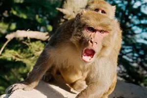 Bareilly: बुजुर्ग पर टूट पड़ा बंदरों का झुंड, तीसरी मंजिल से गिरकर मौत