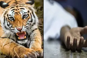 लखीमपुर खीरी: बाघ के हमले में घायल किशोर की 16 दिन बाद हुई मौत