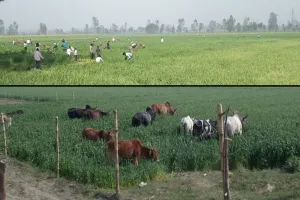 शाहजहांपुर: छुट्टा पशुओं के आतंक से परेशान किसान ने खुद उजाड़ दी गेहूं की फसल