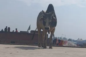 बरेली: सांड ने किया कांड...घर की छत पर चढ़कर खूब छकाया, घंटों की कोशिश के बाद उतारा