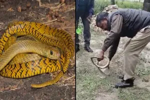रामपुर : घर में निकले 10 सांप, पहुंचे वनकर्मी किया रेस्क्यू