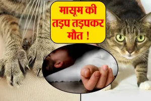 Bareilly: रैबीज का शिकार...बिल्ली ने मारा पंजा मारा था ! अब मामूली खरोंच ने ली पांच साल के मासूम की जान