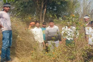 लखीमपुर खीरी: खेतों में हिंसक जीव दिखने के बाद ग्रामीणों में तेंदुआ की दहशत