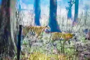 लखीमपुर खीरी: शावकों के साथ बाघिन की चहलकदमी से पर्यटक रोमांचित