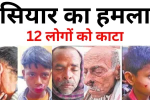 Bareilly: सियार के हमले से दहशत, 12 लोगों को बनाया निशाना, किसी का हाथ तो किसी काटा मुंह