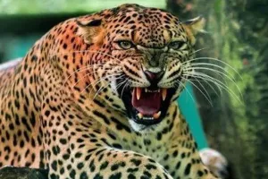 यहां गुलदार ने छह वर्षीय बच्चे को किया घायल