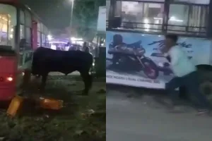 OMG: बस में घुस गया सांड, सांसत में आ गई सवारियों की जान, मची चीख पुकार, देखें Video 
