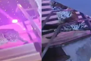 लखनऊ: शादी समारोह में घुसा तेंदुआ, दूल्हा-दुल्हन समेत सभी बाराती मंडप से भागे, वन विभाग ने किया रेस्क्यू