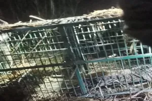 बहराइच: वन विभाग के पिंजरे में कैद हुआ तेंदुआ, ग्रामीणों ने ली राहत की सांस