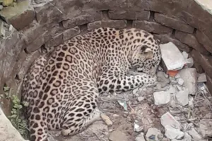 बहराइच: सूखे टैंक में मिला तेंदुए का शव, पोस्टमार्टम के बाद जलाया