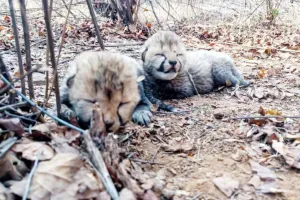 नन्हे चीता शावकों की किलकारी से फिर गूंजा कूनो, दो शावकों का जन्म 