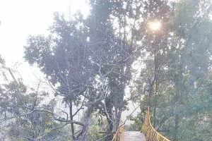 वृक्षवासी जीवों को सड़क हादसों से बचाएगा ईको ब्रिज