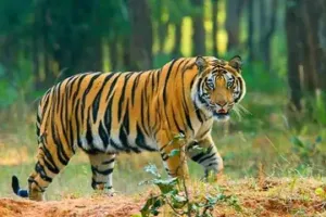 हमलावर बाघ को न पकड़ने पर फूटा ग्रामीणों का गुस्सा   