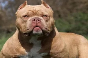 रामपुर : मुख्यमंत्री तक पहुंचा पिटबुल के काटने का मामला, पुलिस ने दर्ज नहीं की रिपोर्ट 