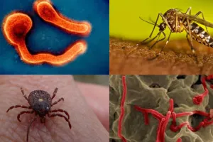 डेंगू ही नहीं 20 तरह के वायरस कम करते हैं प्लेटलेट्स