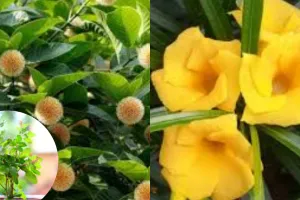 माघ पूर्णिमा के दिन लगाएं ये पौधे, घर में मां लक्ष्मी का होगा वास, होगी धन वर्षा