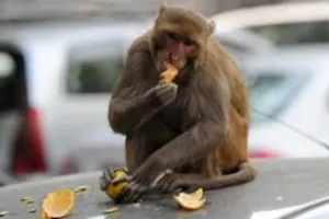 लखनऊ में बंदरों का आतंक, युवक ने छत से लगाई छलांग