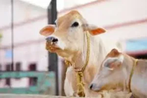 स्कूल के करिकुलम में शामिल होगा 'गाय और गो पालन' कोर्स, सात हजार से अधिक गो आश्रय स्थल आत्मनिर्भर बनाने की तैयारी