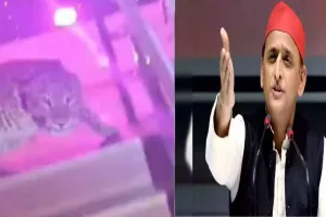 शादी समारोह में घुसा तेंदुआ तो अखिलेश ने बोला हमला, तेंदुआ नहीं ‘ओवरसाइज बिल्ला’ था, कहकर घटना पर पर्दा डाल देगी सरकार