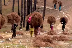 ‘पिरूल लाओ-पैसे पाओ’ अब एक किलो पर 10 रुपये, पढ़िए पूूरी खबर... 