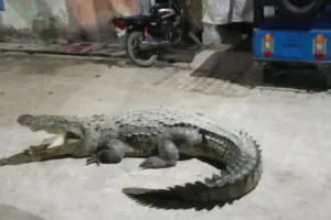 कासगंज की इस कॉलोनी में आ गया मगरमच्छ, देखकर लोगों के उड़े होश