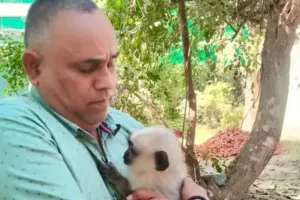 कानपुर प्राणि उद्यान में हनु की हो रही विशेष देखभाल: चिड़ियाघर गेट पर पिंजड़ा सहित छोड़ गया था कोई 