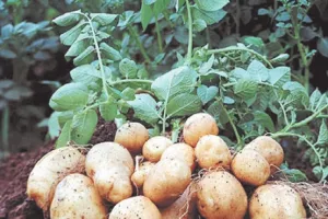 Moradabad News : मौसम अनुकूल रहने से इस वर्ष मुरादाबाद मंडल में आलू की पैदावार बढ़ने की संभावना