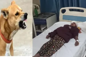 Bahraich News : मवेशियों पर हमला करने के बाद राहगीरों पर झपट रहा स्ट्रीट डॉग का झुंड, अब छात्रा समेत दो लोग के शरीर से निकाला मांस