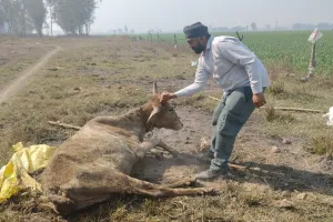शाहजहांपुर: घायल गाय को कुत्तों ने नोचा, कई घंटे तड़पने के बाद आखिरकार तोड़ा दम