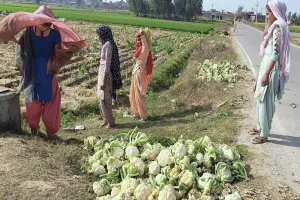 संभल : गोभी के नहीं मिल रहे खरीदार, पशुओं को खिला रहे किसान