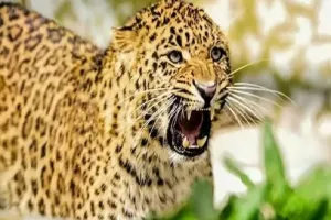 बिजनौर : गांगन नदी के पुल पर ट्रेन से कटकर गुलदार की मौत, धड़ से अलग हो गई गर्दन 