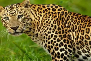 सीतापुर : जंगल में मिला तेंदुए का शव, मचा हड़कंप