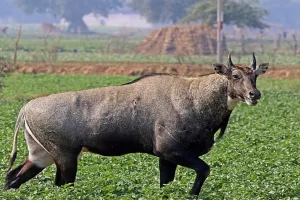 लखीमपुर खीरी: नीलगाय का मांस, बारहसिंगा की सींग बरामद, चार महिलाएं गिरफ्तार 