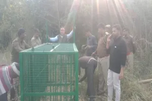 Lucknow News : टाइगर जिंदा है...17वां शिकार करने के बाद भूखा घूम रहा बाघ