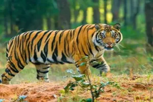 Lucknow Tiger News  :  70 दिन से पिंजरा कर रहा इंतजार, 19वें शिकार को बाघ बेकरार