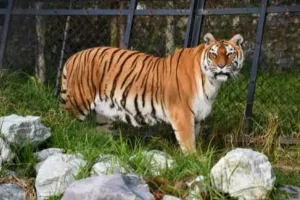 15 वर्षों से नैनीताल जू की शान बनी रानी अब नहीं रही 