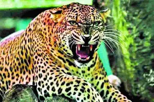 बहराइच में नहीं थम रहा तेंदुए का आतंक... कतर्नियाघाट में महिला और किशोर को बनाया अपना शिकार