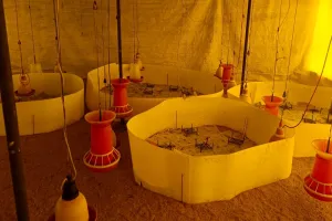 Bird Flu को लेकर मुर्गी फार्मों पर अलर्ट : 11 ब्लाकों में जांच के लिए उतरेगी 90 टीमें, दक्षिण भारत के राज्यों में पाए गए हैं बर्ड फ्लू के मामले 