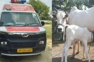 veterinary doctor ambulance 1962 : बिना डॉक्टर के पशुओं का इलाज कर रहे MTP, बीमार बेजुबानों के स्वास्थ्य से खिलवाड़ कर रहा विभाग