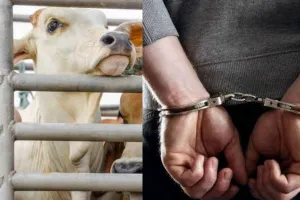 पीलीभीत: गोवंश चोरी कर गोकशी करने वाले तस्कर गिरफ्तार, पुलिस ने किया खुलासा