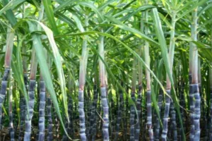 लखीमपुर खीरी में गन्ना किसानों को बेहतर पेड़ी प्रबंधन के टिप्स, बढ़ेगी उपज