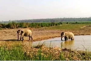पीलीभीत: तीन और नेपाली हाथियों ने पीटीआर में दी दस्तक, वनकर्मियों की खोजबीन जारी