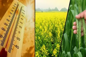 Bareilly: बढ़ती गर्मी प्रभावित करेगी गेहूं और सरसों की पैदावार! किसान करें ये काम...