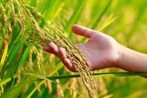 Bareilly: जानिए जिले में क्यों लगाना पड़ा साठा धान की रोपाई पर प्रतिबंध ?